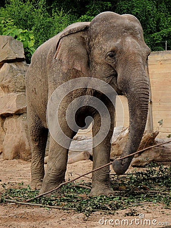 Indian elephant Stock Photo