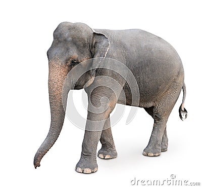 Indian elephant Stock Photo