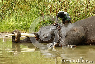 Indian elephant Editorial Stock Photo