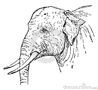 Indian Elephant, vintage illustration Vector Illustration