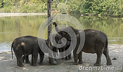 Indian elephants enjoying good wather and playing Stock Photo