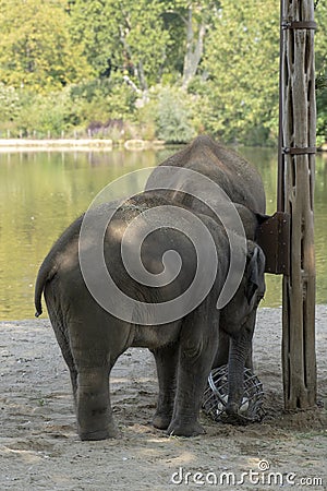 Indian elephants enjoying good wather and playing Stock Photo