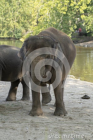 Indian elephants enjoying good wather and playing Stock Photo