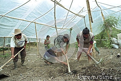 Indian family work together in horticulture Editorial Stock Photo