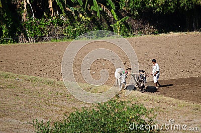 Indian Farmer in the field Editorial Stock Photo