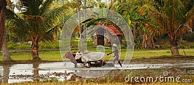 Indian Farmer with Oxes in Flooded Rice Field Editorial Stock Photo