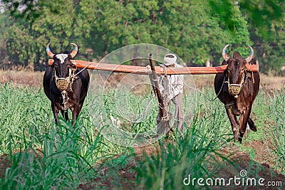 An indian farmer ploughing the field in rural, latur maharashtra Editorial Stock Photo