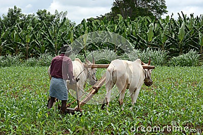 Indian Farmer Ploughing Editorial Stock Photo