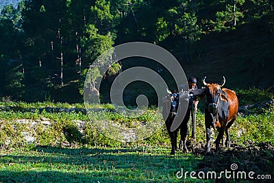 Indian Farmer Ploughing rice fields with a pair of oxes using traditional plough at sunrise.Indian Farmer working in the fields Stock Photo