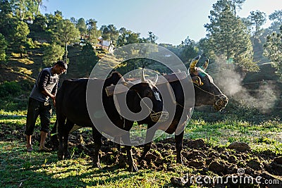 Indian Farmer Ploughing rice fields with a pair of oxes using traditional plough at sunrise.Indian Farmer working in the fields Stock Photo