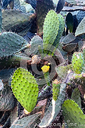 Indian fig opuntia, barbary fig, cactus pear, spineless cactus, prickly pear. Opuntia ficus-indica. Stock Photo