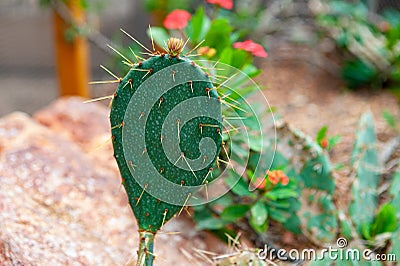 Indian fig opuntia cactus, the term prickly pear is the most common name for this. single rounded cladodes also called Stock Photo