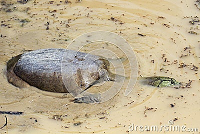 Indian flapshell turtle Stock Photo