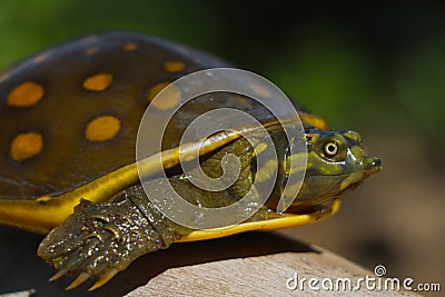 Turtle on the branch. Stock Photo