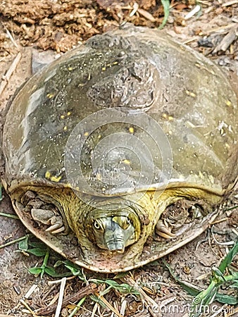 Indian Flapshell turtle walking in roadside,the indian flapshell freshwater turtle basking in the sun,ordinary turtle crawling Stock Photo