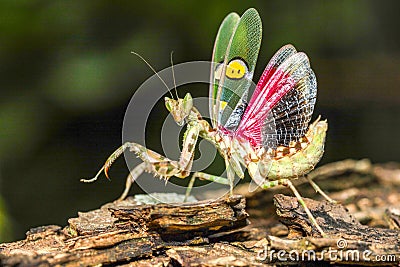Indian Flower Mantis, Asian Flower mantis, Jeweled Flower Mantis Stock Photo