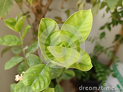 Indian flower tree leaf light green Stock Photo