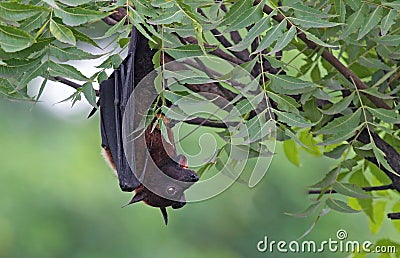 Indian Flying fox bat hanging upside down Stock Photo