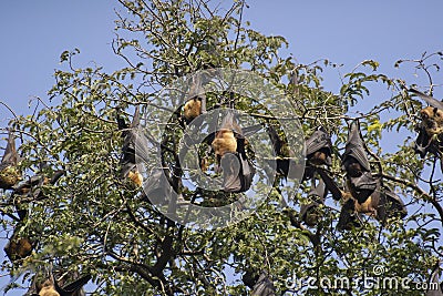 Indian flying fox or Greater Indian Fruit Bats Pteropus medius Stock Photo