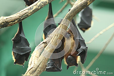 Indian flying fox Stock Photo