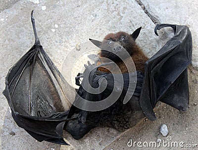 Indian flying fox (Pteropus medius, formerly Pteropus giganteus) died due to electrocution : (pix SShukla) Stock Photo