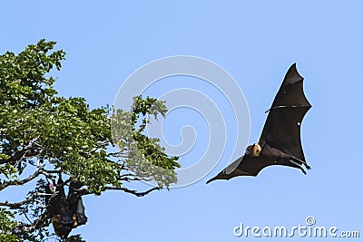 Indian Flying-fox in Tissamaharma, Sri Lanka Stock Photo