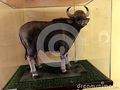 indian forest buffalo preserved in glass showcase at zoology museum Editorial Stock Photo