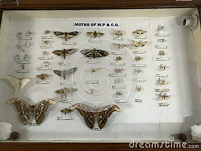 indian forest butterflies in black color kept into glass showcase at zoology museum Editorial Stock Photo