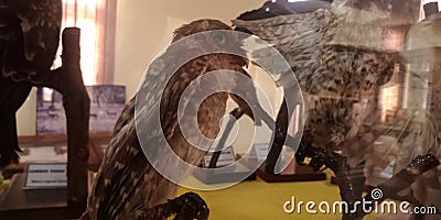 indian forest owl a flying bird on museum Editorial Stock Photo