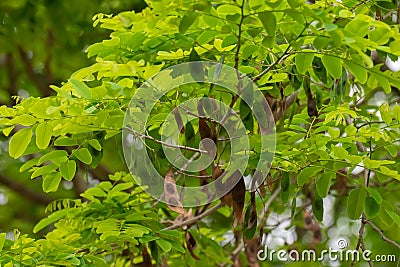 Indian Forest Tree with Green Leaves and Brown Seed Pods Stock Photo
