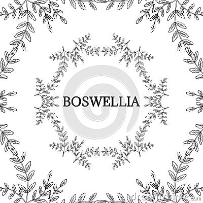 Boswellia in color, LM 16-1 Vector Illustration