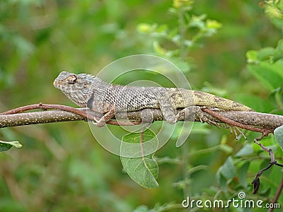 Indian garden lizard chameleon resting Stock Photo