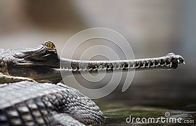 Indian gavial Stock Photo