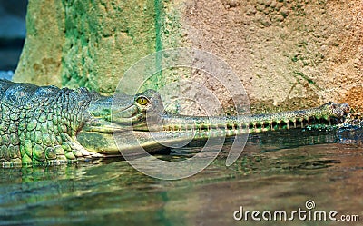 Indian gharial Stock Photo