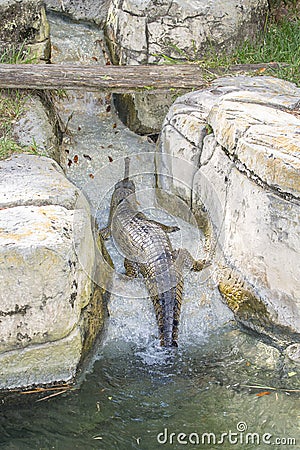 Indian Gharial Crocodile In The Water Stock Photo