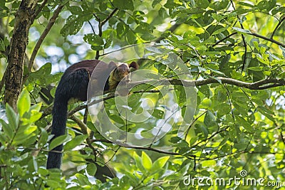 Indian Giant Squirrel Stock Photo