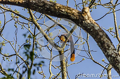 Indian giant Squirrel Stock Photo
