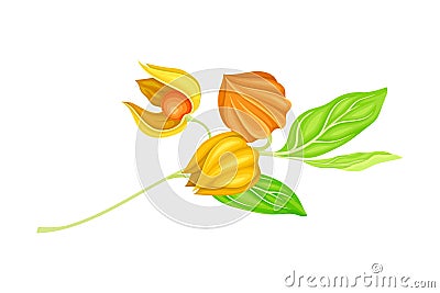 Indian Ginseng or Ashwagandha Plant with Hanging Papery Green Calyx Enclosing Fruit Vector Illustration Vector Illustration
