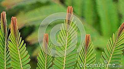 Indian Goose-Berry Leaf Stock Photo