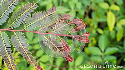 Indian Goose-Berry Leaf Stock Photo