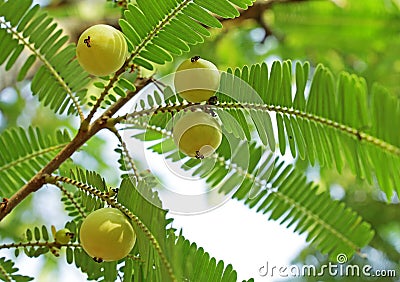 Indian Gooseberry, Phyllanthus Emblica Stock Photo