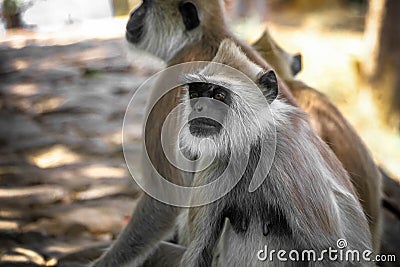 Indian gray langur monkey watching for food on pathway Stock Photo