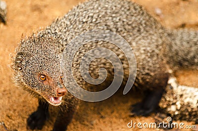 Indian gray mongoose in Yala National Park Stock Photo