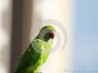 Indian Green Color Ring neck Parakeet Parrot sitting top of the dried coconut tree on sky background Stock Photo