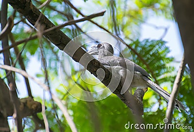 Indian Grey Hornbill perching on Shady Tree Stock Photo