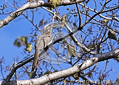 Indian grey hornbill Stock Photo