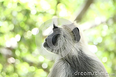 Indian grey languor Monkey in Tamil Nadu Stock Photo
