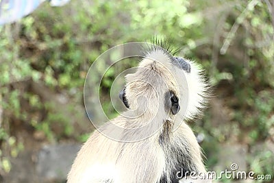 Indian grey languor Monkey in Tamil Nadu Stock Photo