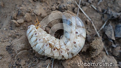 An Indian grub worm on the compost ground. Stock Photo