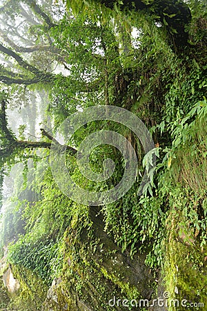 Lush tropical rain forest in the Himalayas Stock Photo